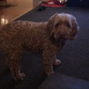 Meet your Posher, Lori